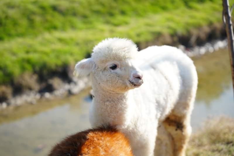 小羊羔在溪边图片