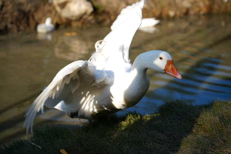 白鹅展翅湖畔图片