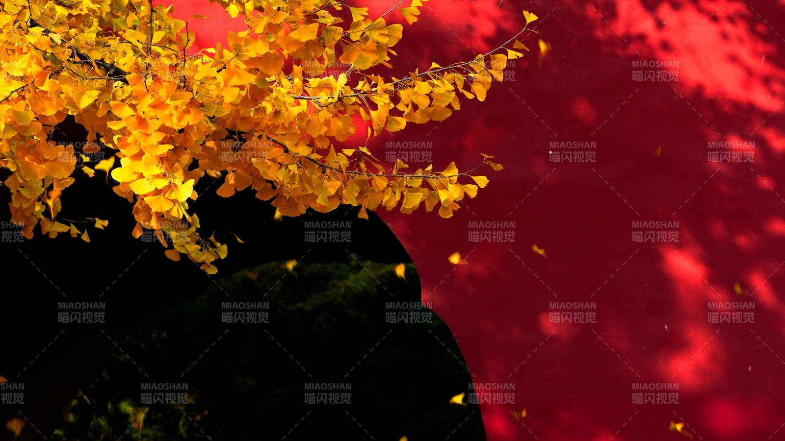 天坛秋叶映红墙图片