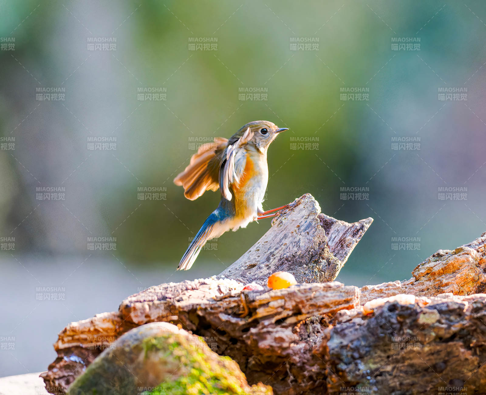 小鸟栖息石上图片