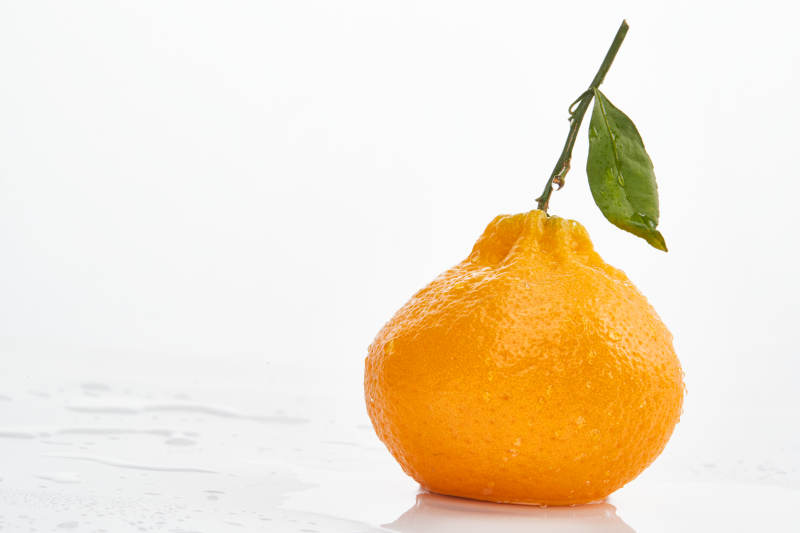 白色背景上摆放的新鲜丑橘图片