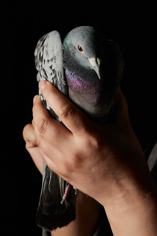 用饲养肉鸽图片