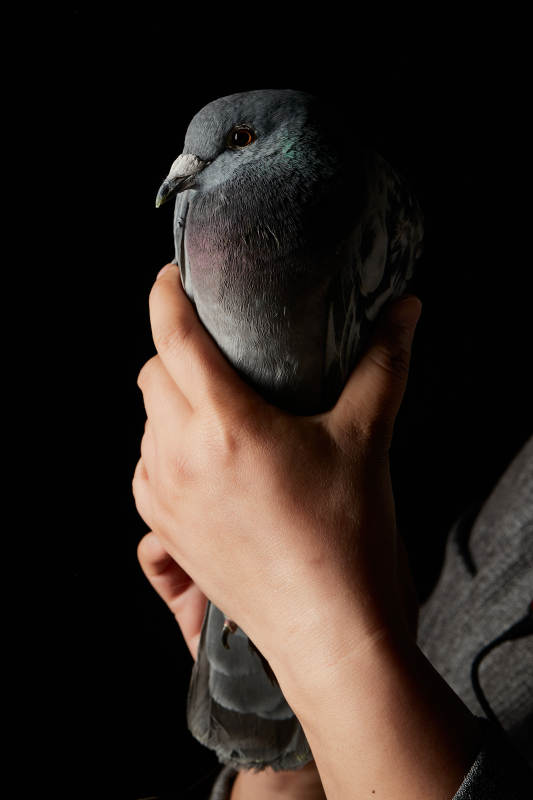 用饲养肉鸽图片