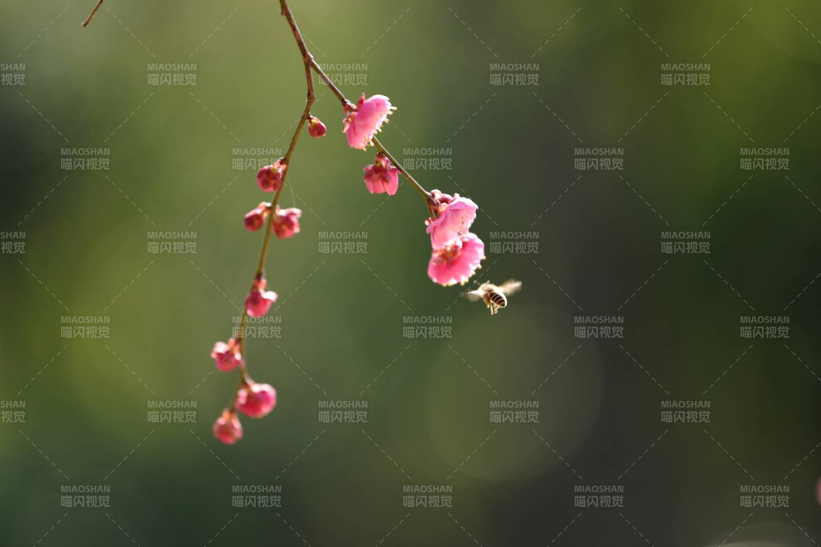 樱花枝头春意浓图片