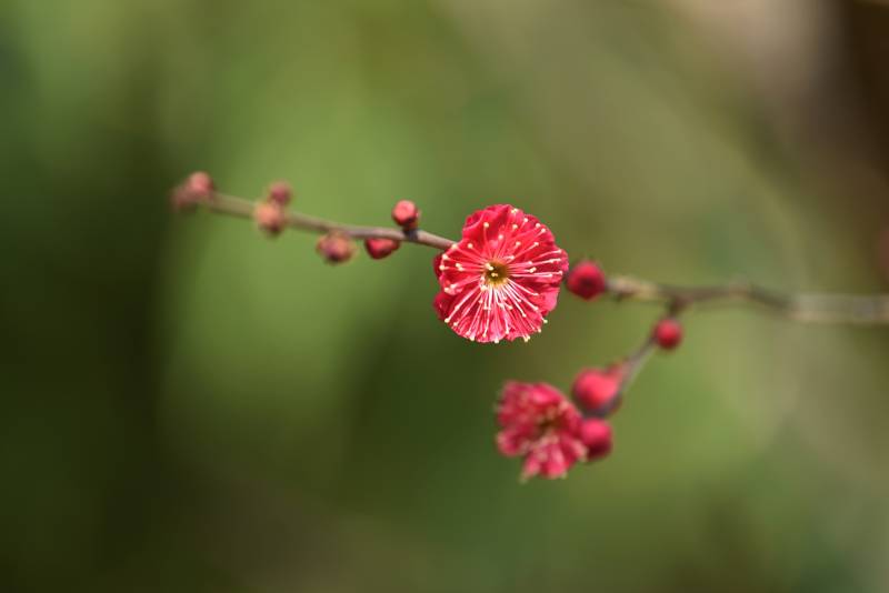 红花枝头绽放图片