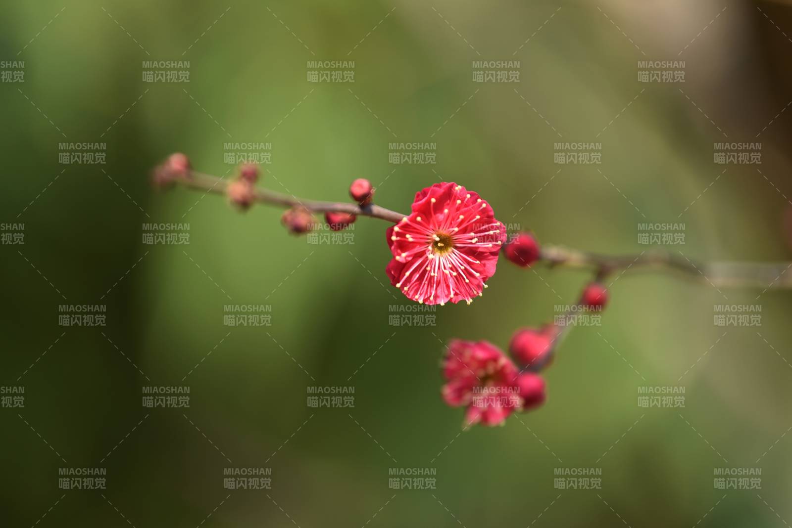 红花枝头绽放图片