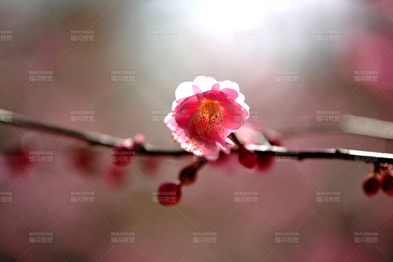 梅花绽放枝头图片