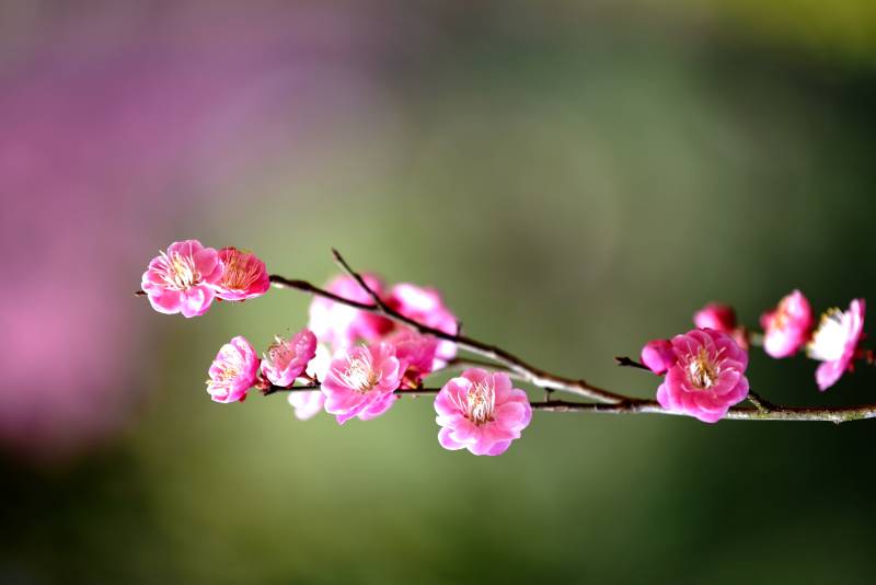 梅花绽放枝头图片