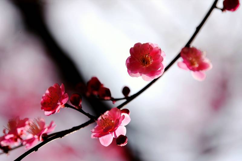 梅花绽放枝头图片