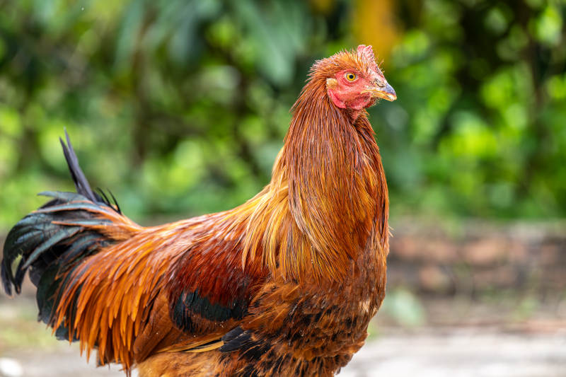 金羽公鸡昂首挺立图片