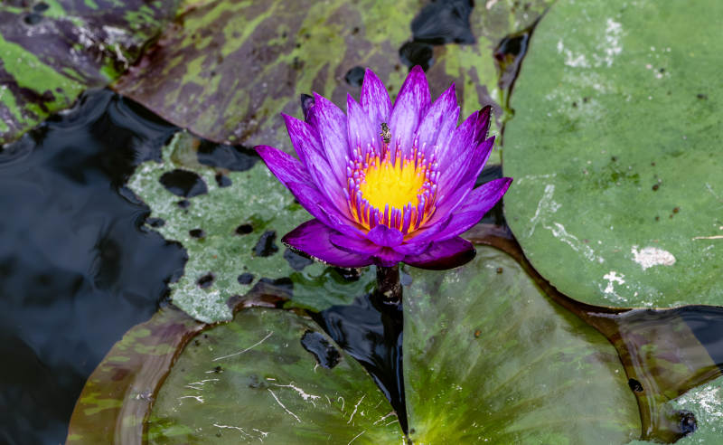 紫莲绽放水面图片