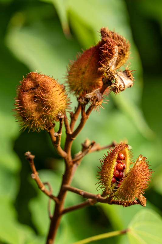 蓖麻果实特写图片