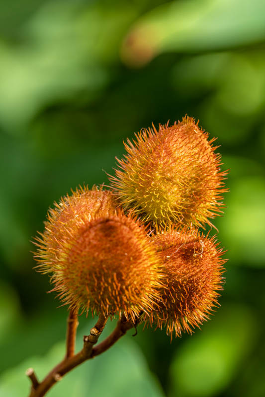 毛茸茸的果实图片