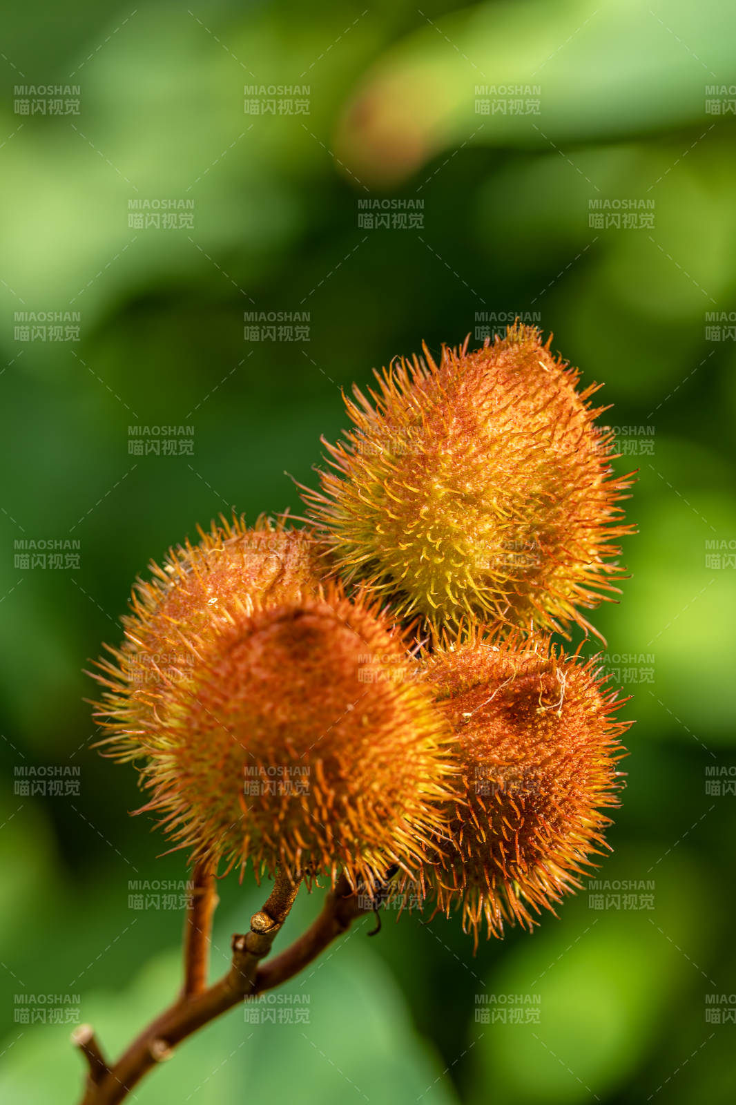 毛茸茸的果实图片
