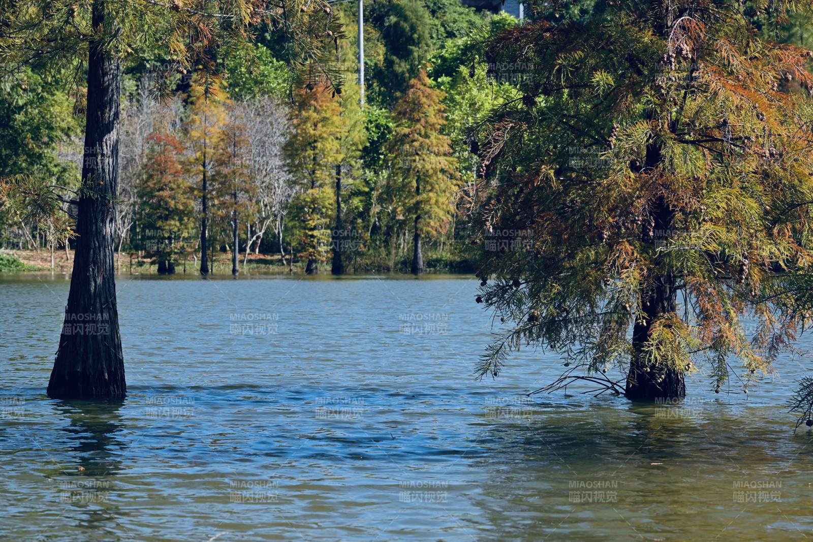 湿地公园湖畔秋色树影图片