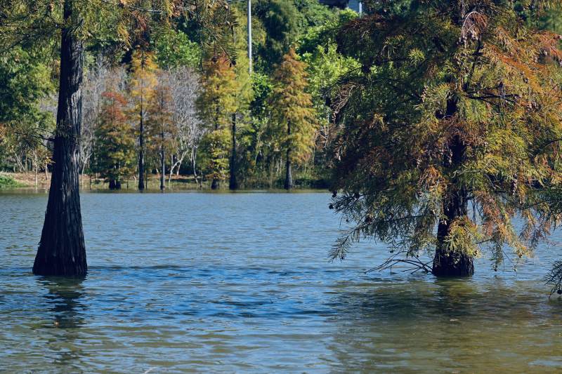 湿地公园湖畔秋色树影图片