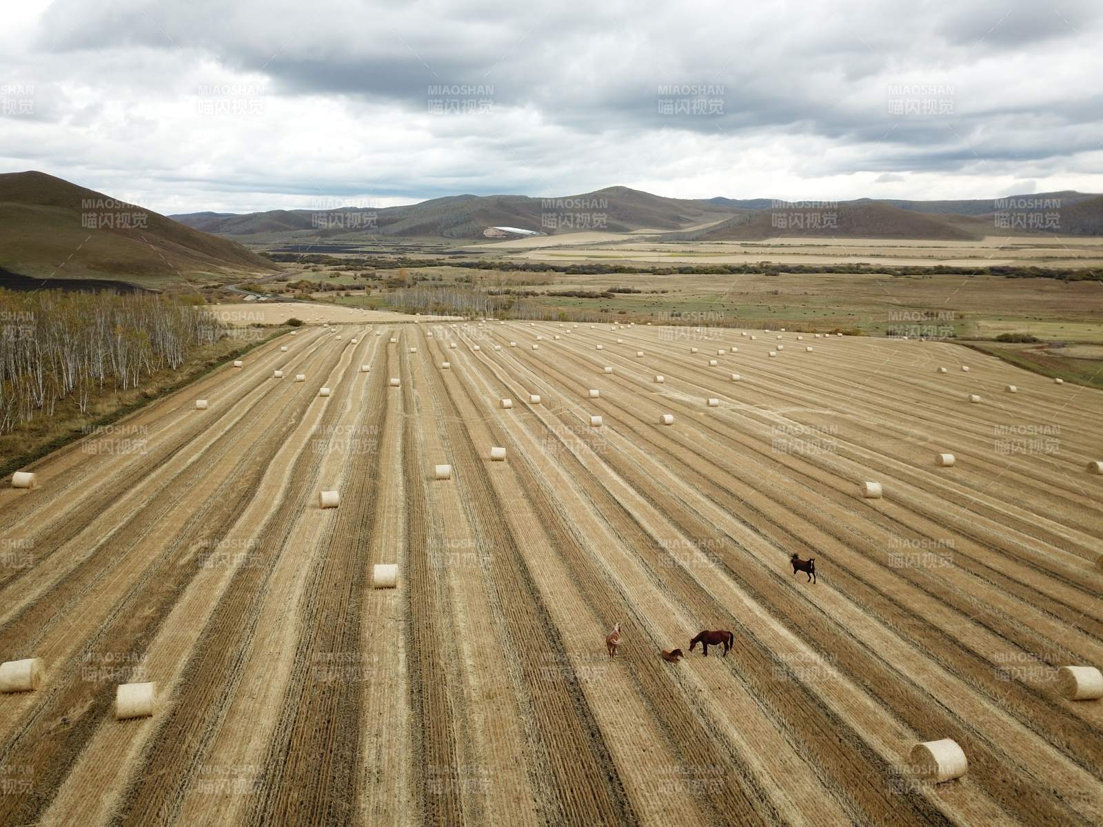 呼伦贝尔田野上的马与草垛图片