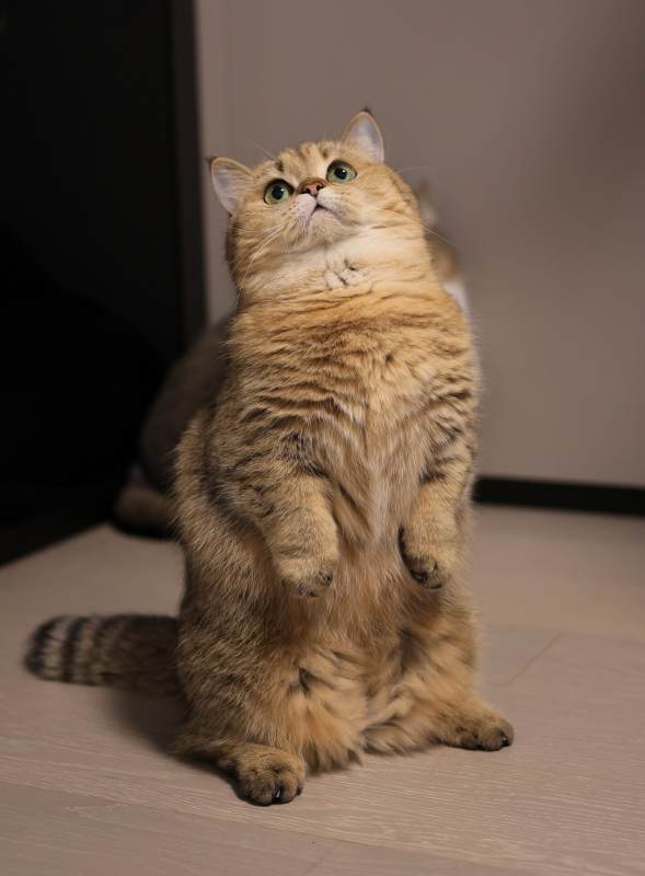 金猫站立望天图片