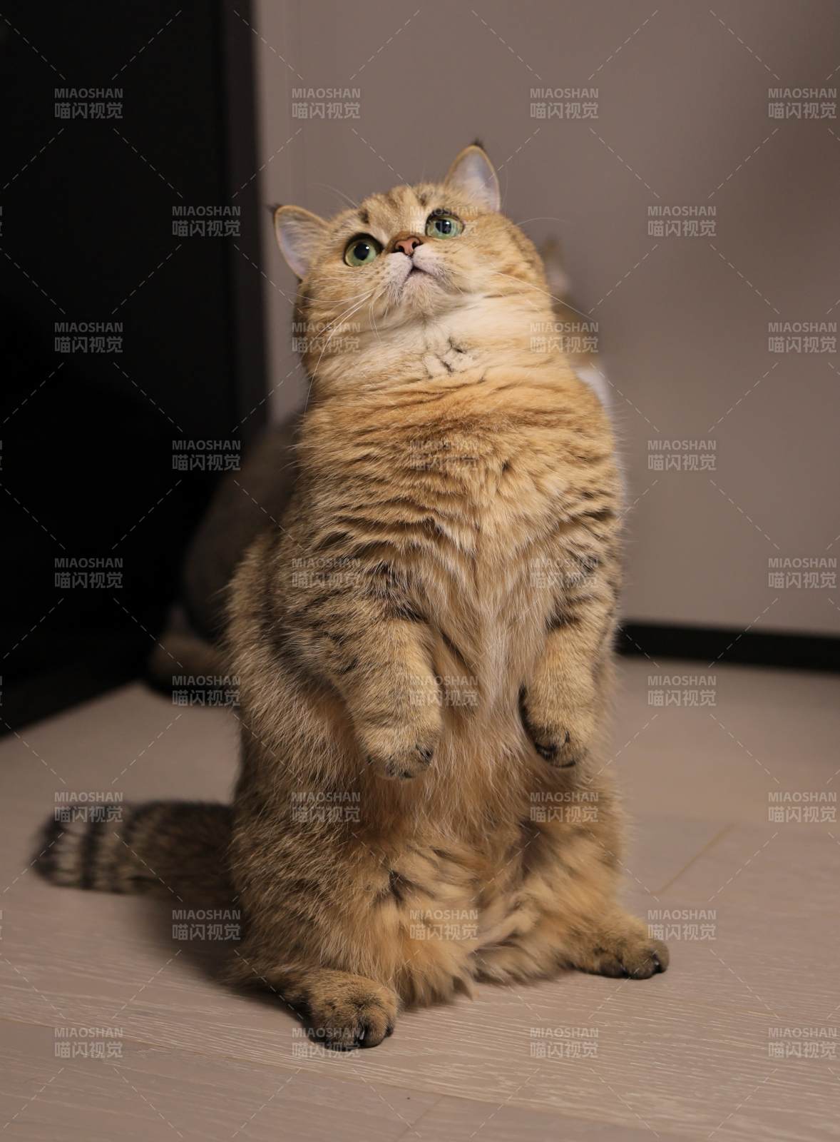 金猫站立望天图片