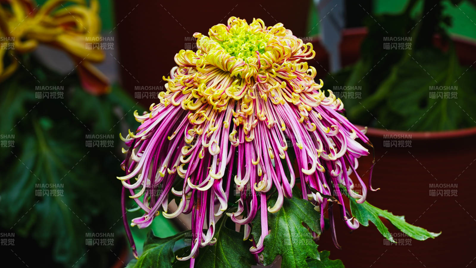 菊花绽放 色彩斑斓图片