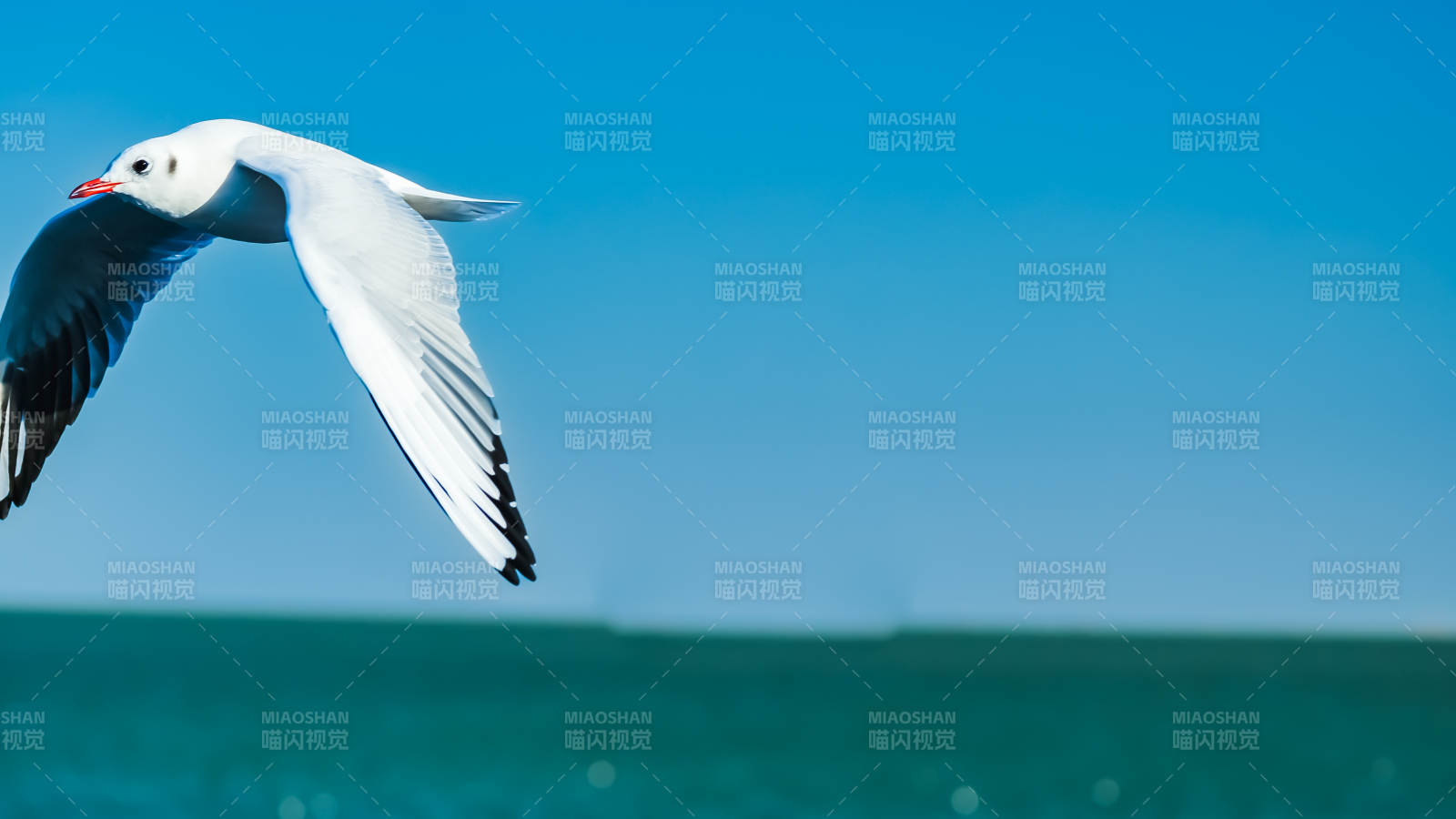 海鸥翱翔蓝天图片