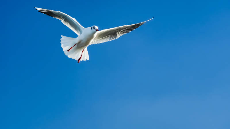 海鸥翱翔蓝天图片