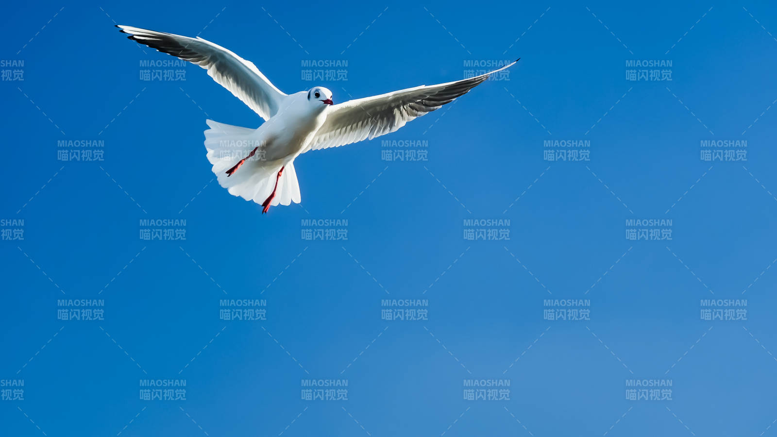 海鸥翱翔蓝天图片