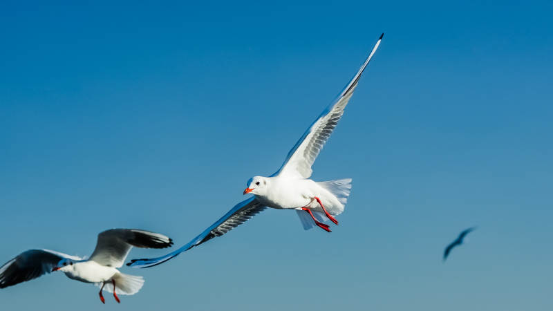 海鸥翱翔蓝天图片