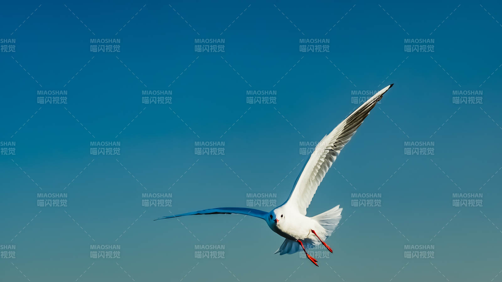 翱翔的海鸥图片