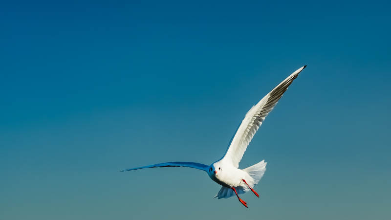 翱翔的海鸥图片