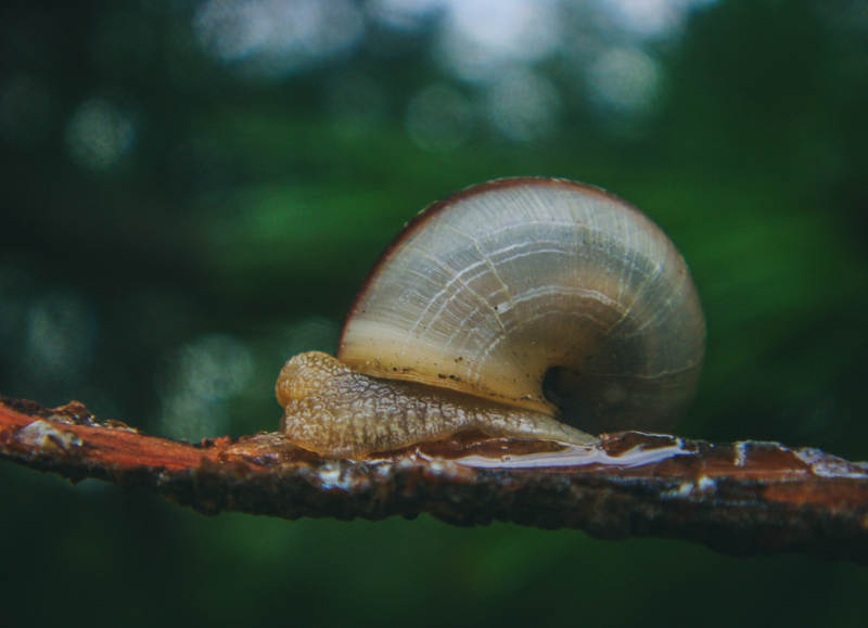 蜗牛爬行于枝头图片
