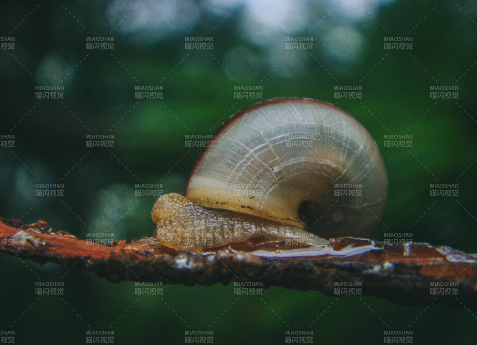蜗牛爬行于枝头图片