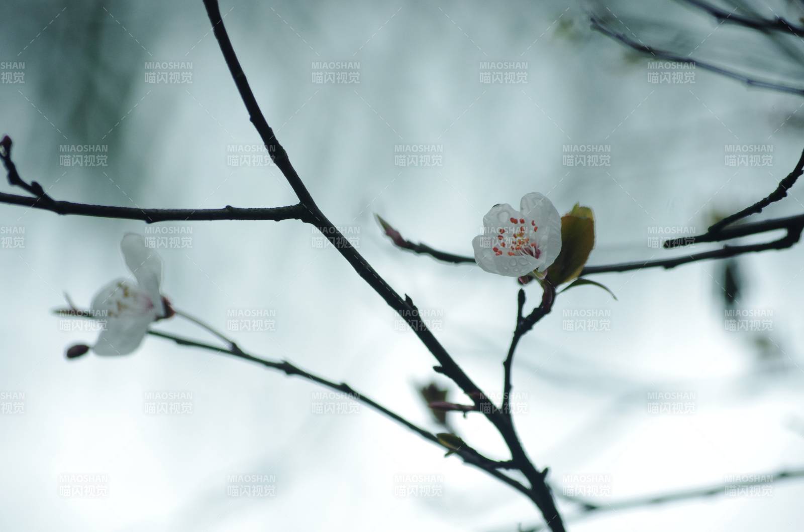 枝头梨花绽放图片