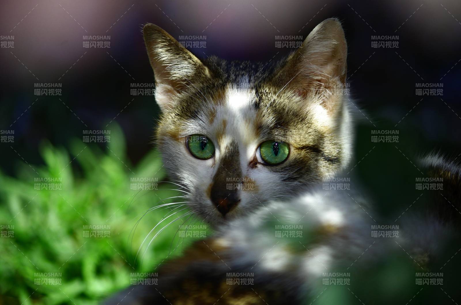 绿眼猫凝视图片