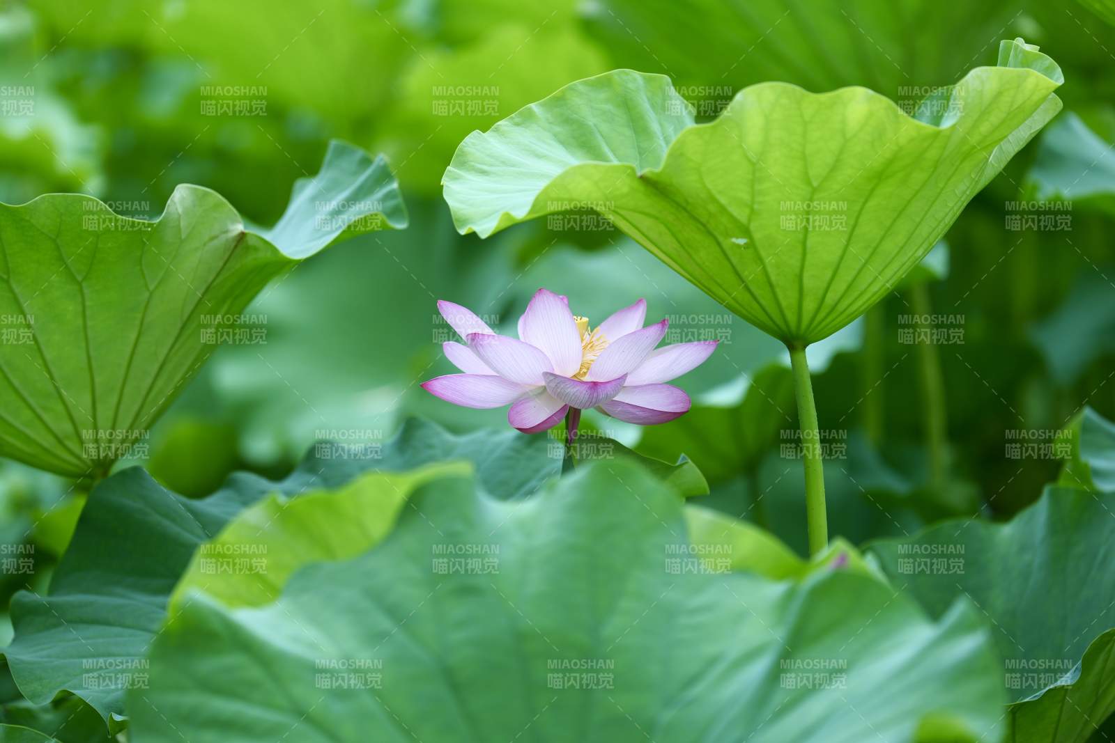 荷花绽放绿叶间图片