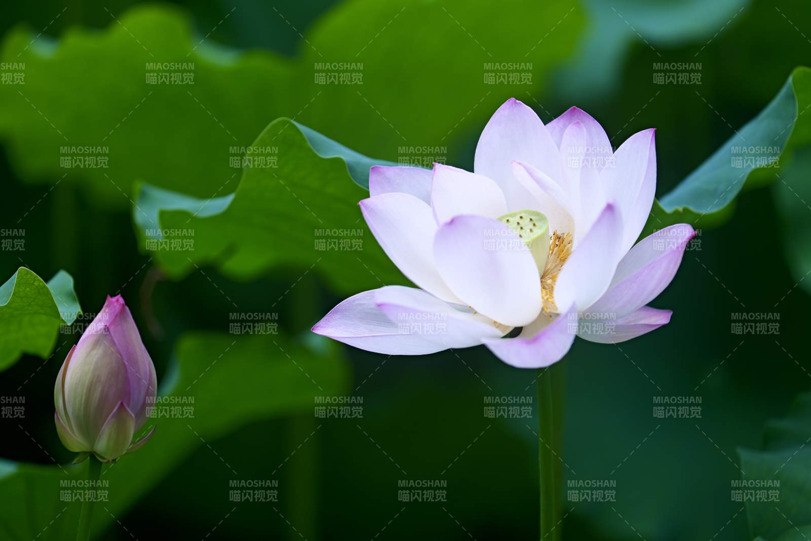 莲花绽放 静谧之美图片