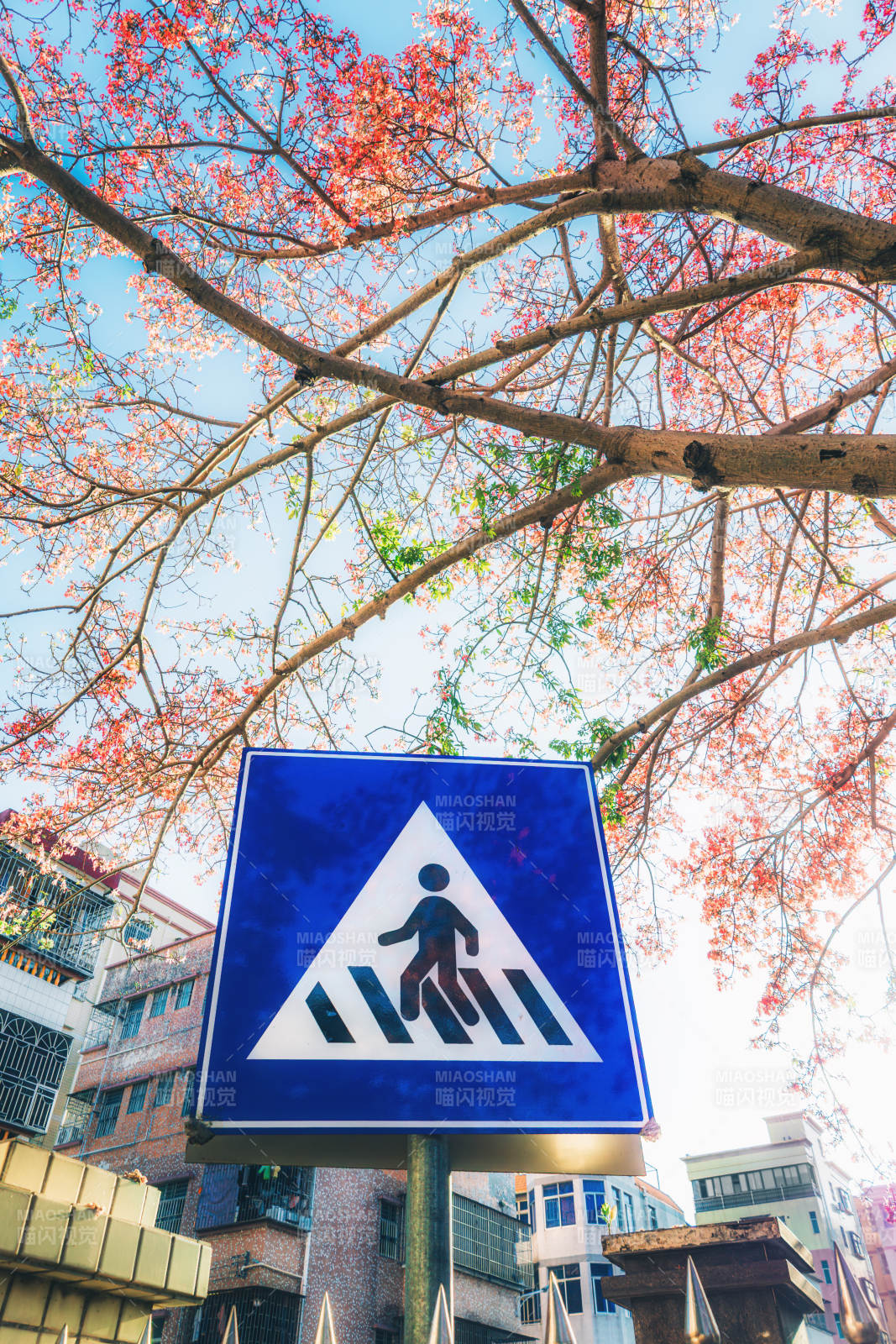 秋色中的斑马线图片