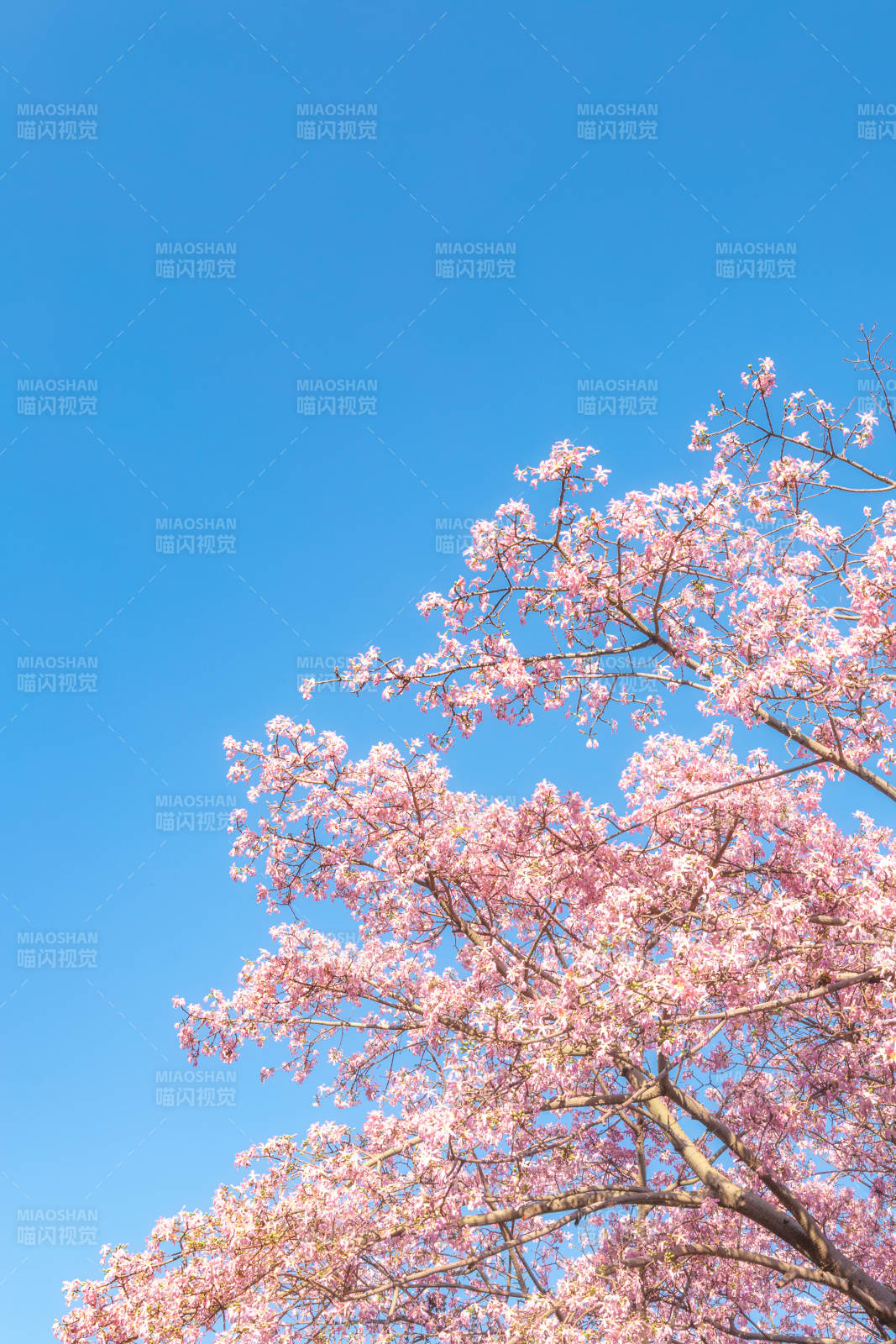 樱花绽放 蓝天映衬图片