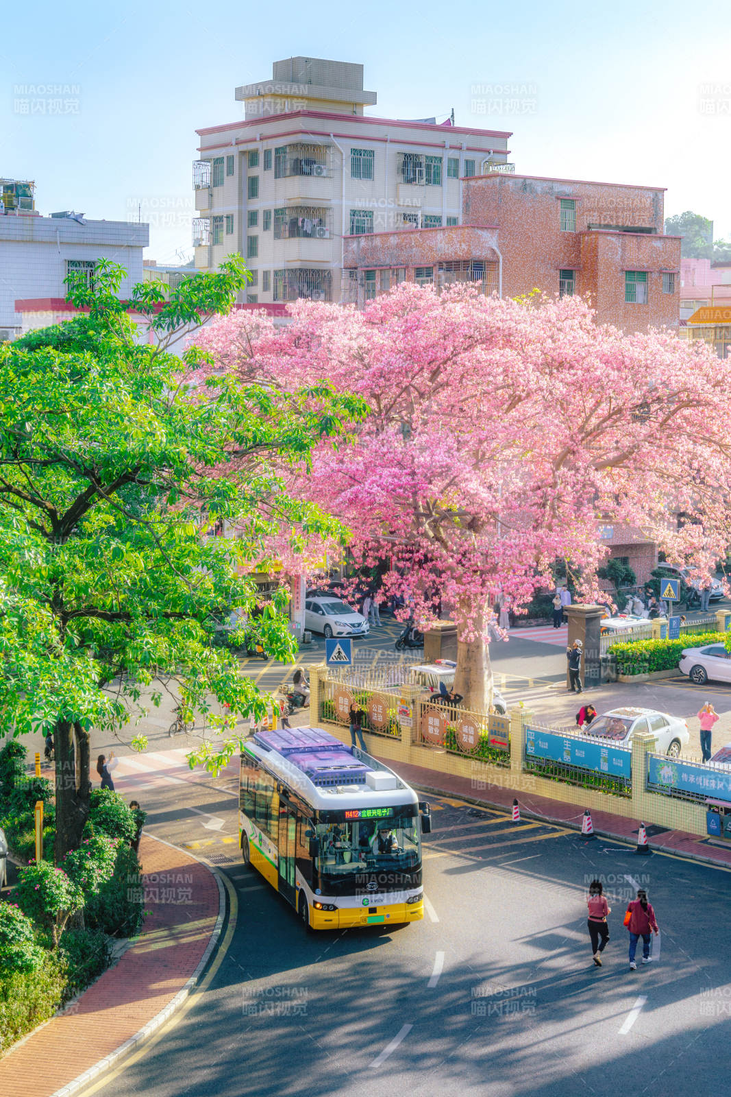 樱花树下公交穿行图片