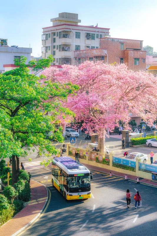 樱花树下公交穿行图片