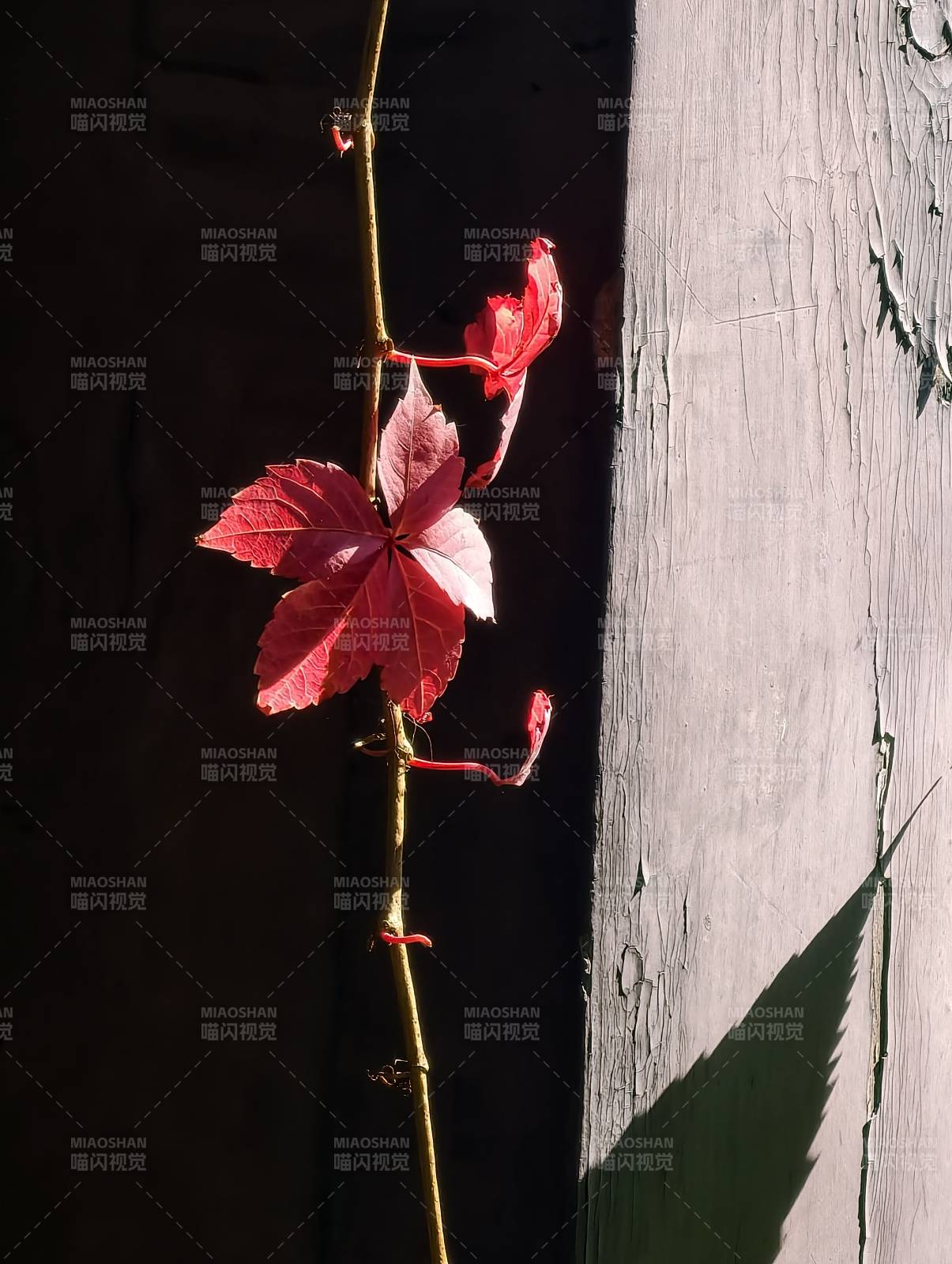 红叶攀墙影图片