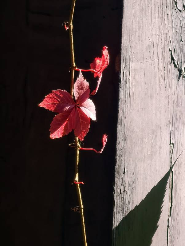 红叶攀墙影图片