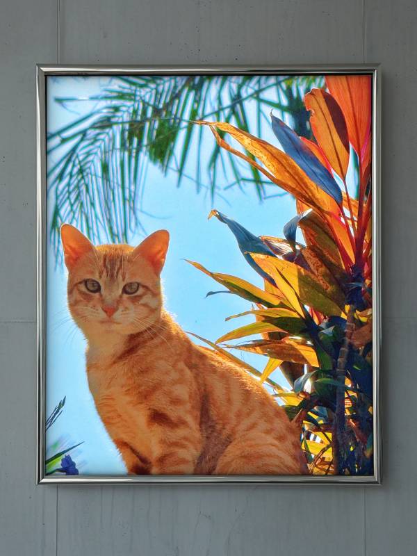 橙猫热带风情图片