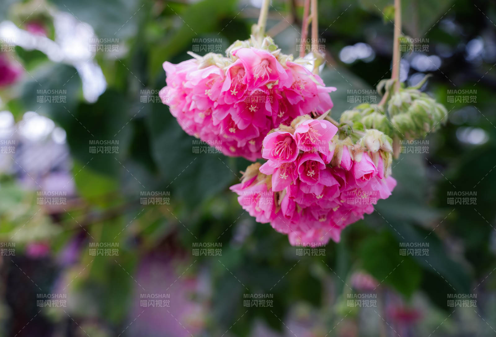 粉红花簇垂挂枝头图片