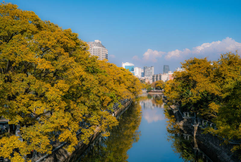 大观河畔金叶映城图片