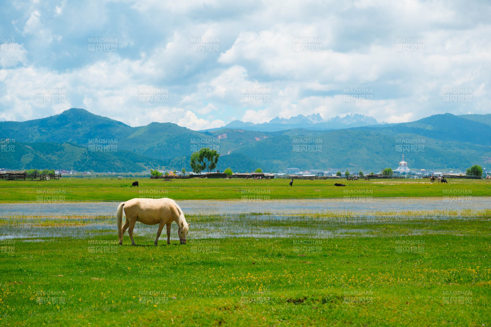 纳帕海草原上的白马图片
