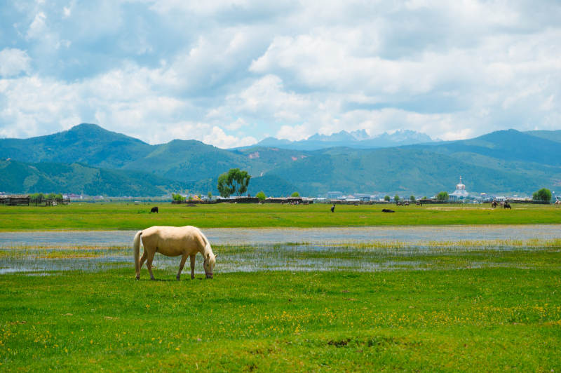 纳帕海草原上的白马图片