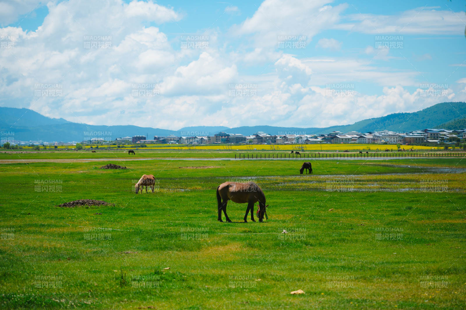 纳帕海草原上的马群图片