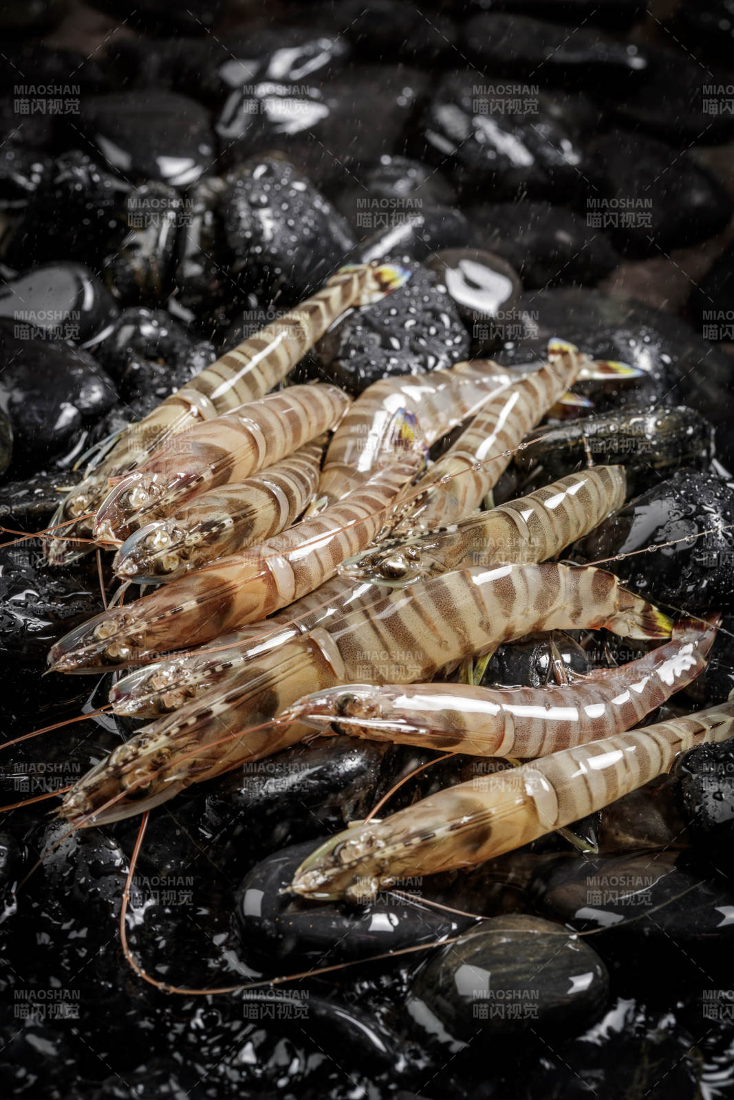 基围虾摆放在布满黑色鹅卵石的水中图片