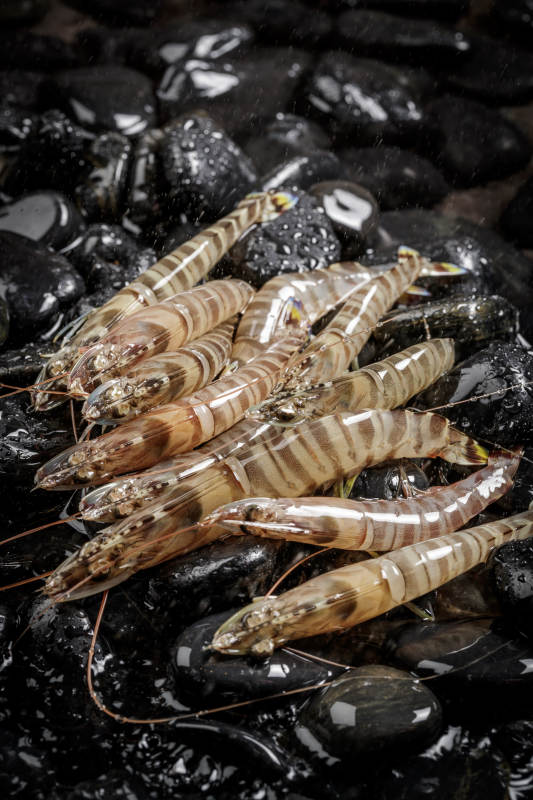 基围虾摆放在布满黑色鹅卵石的水中图片